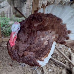 Profile photo of turkeymom