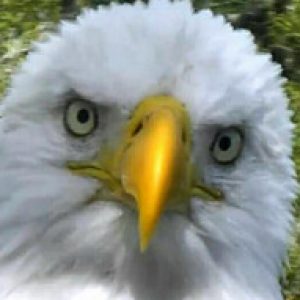 Profile photo of eaglelovertx