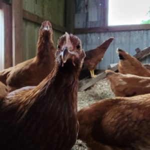 Profile photo of Crazy-chicken-lady