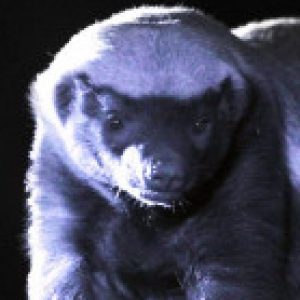 Profile photo of HoneyBadger808